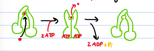 <ul><li><p>Solute binds to the transporter</p></li><li><p>2 ATP bind, causing a conformational change</p></li><li><p>solute is released to the other side</p></li><li><p>ATP is hydrolyzed and ADP + Pi is removed</p></li><li><p>Transporter assumes original conformational change</p></li></ul><p></p>