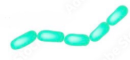 <p>Rod shaped bacteria that occur in chains after division</p>