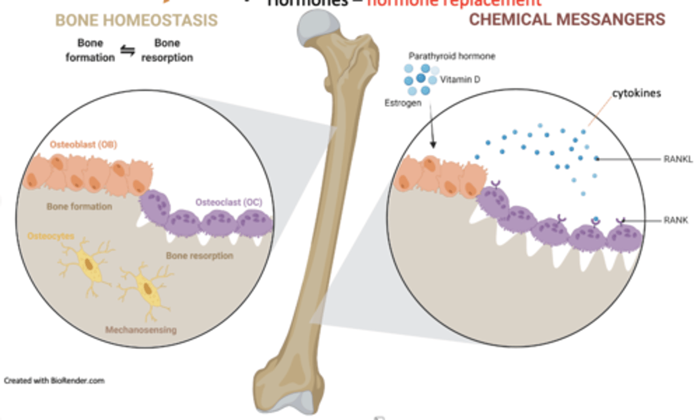 <p>what are the Major influences on bone homeostasis</p>