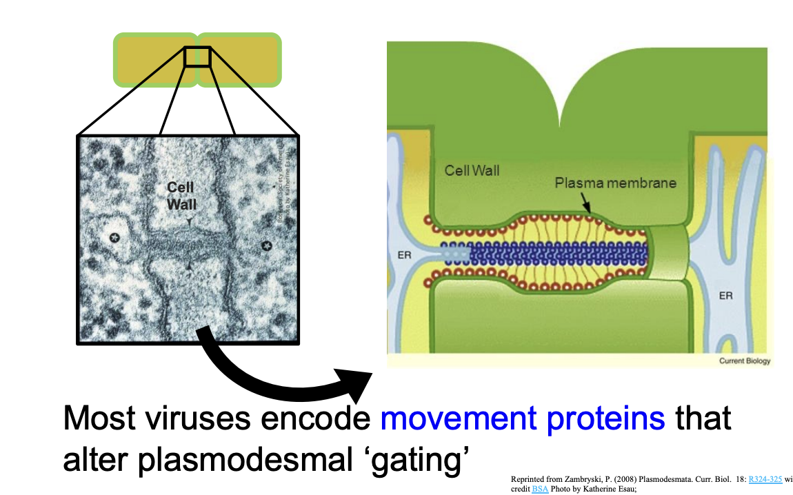 <ul><li><p>virus modulate the pore diameter of plasmodesmata</p><ul><li><p>why?</p></li><li><p>fascilitate its own movement using a virus-coded factor</p><p>‘movement protein’</p></li></ul></li></ul><p></p>