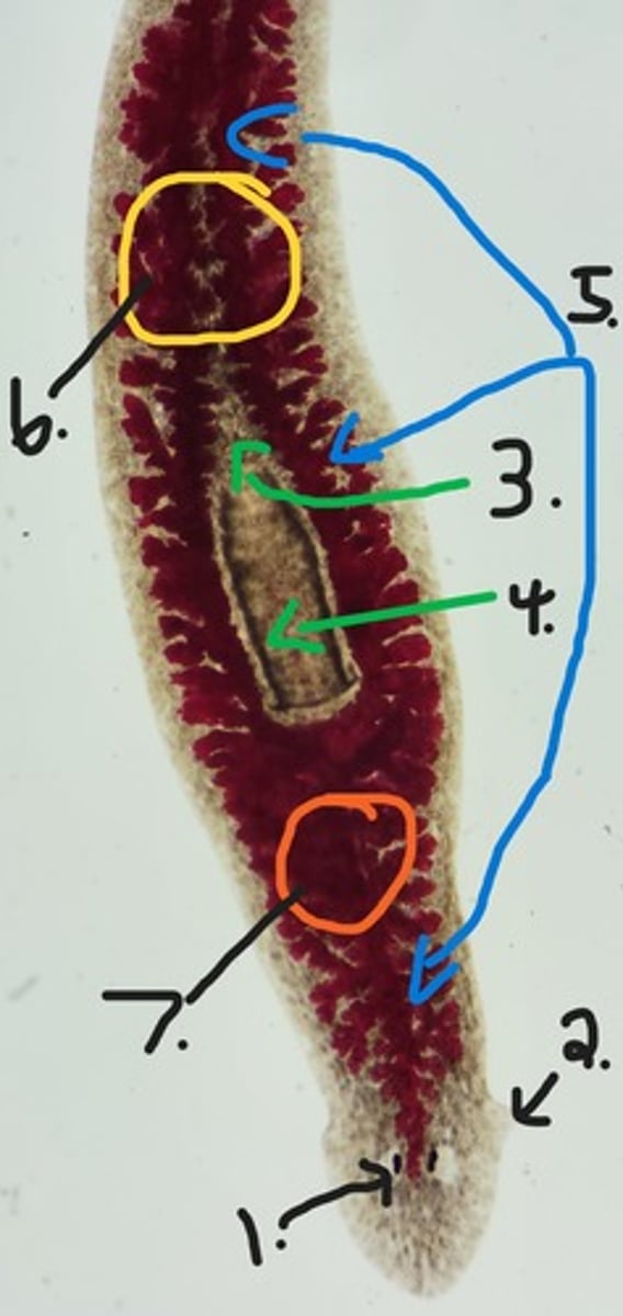 <p>Identify Taxonomy and Structures</p>