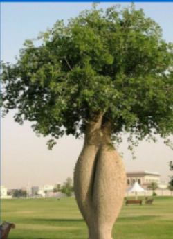 <p>Silk floss tree</p>