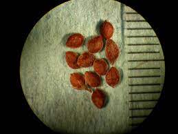 Lespedeza cuneata
