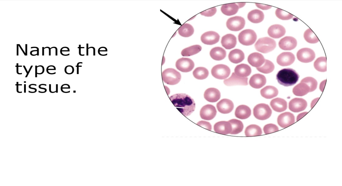 <p>Composed of red and white blood cells suspended in plasma.</p><p> It plays a crucial role in transportation, immunity, and homeostasis. </p><p>Located in blood vessels </p>
