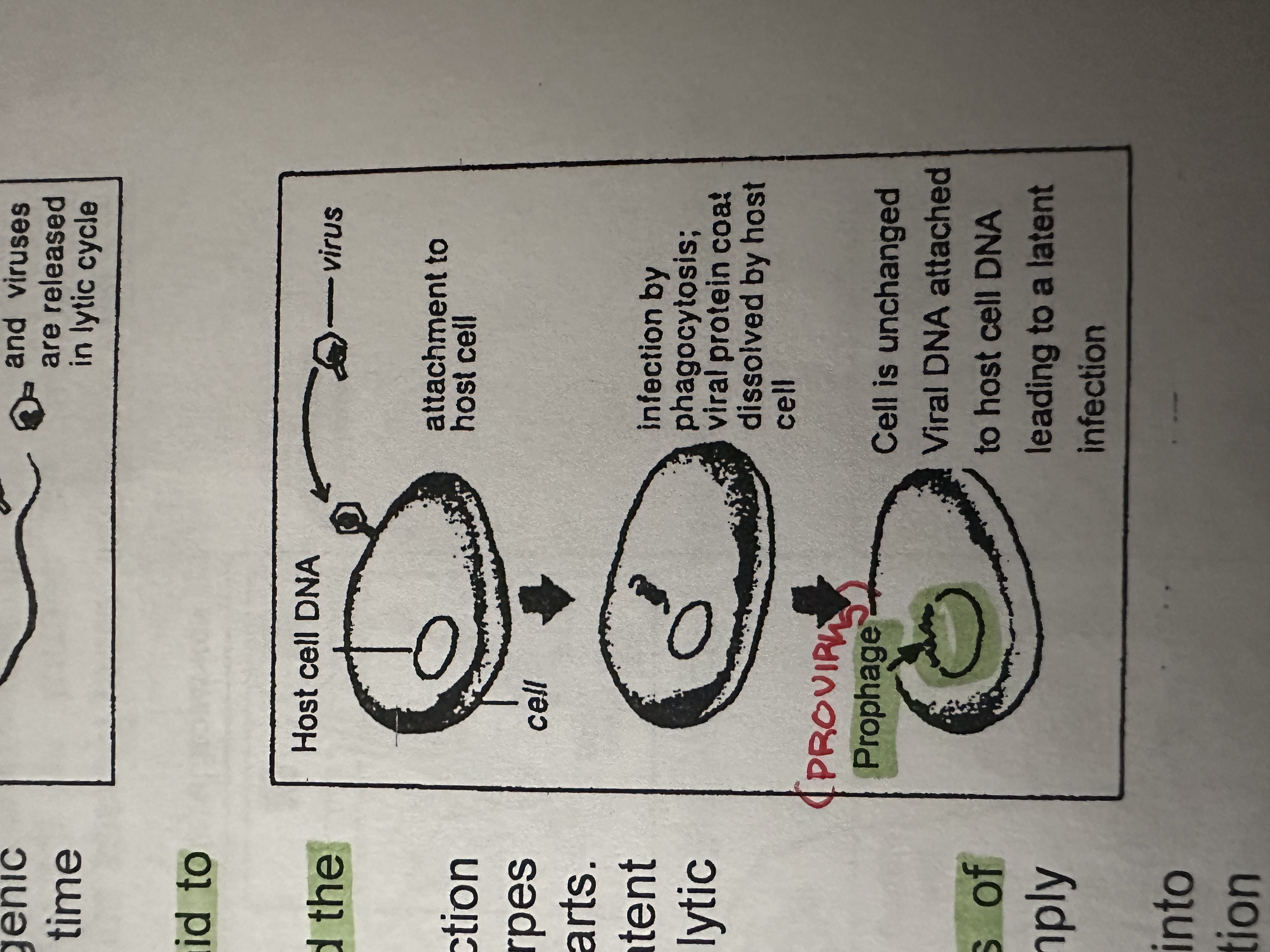 <p>Latent infection</p><p>A virus that exists in a cell but remains inactive (latent)</p><p>Latent virus may become activated and the virulent lytic cycle follows.</p>