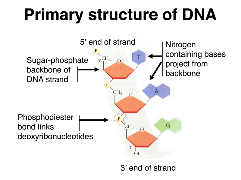 <p>In the context of nucleic acid structure, the "backbone" refers to the repeating chain of alternating sugar molecules (deoxyribose in DNA, ribose in RNA) and phosphate groups that form the structural framework of the molecule</p>