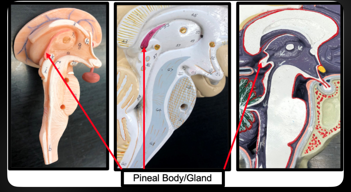 <p>Pineal Body</p>