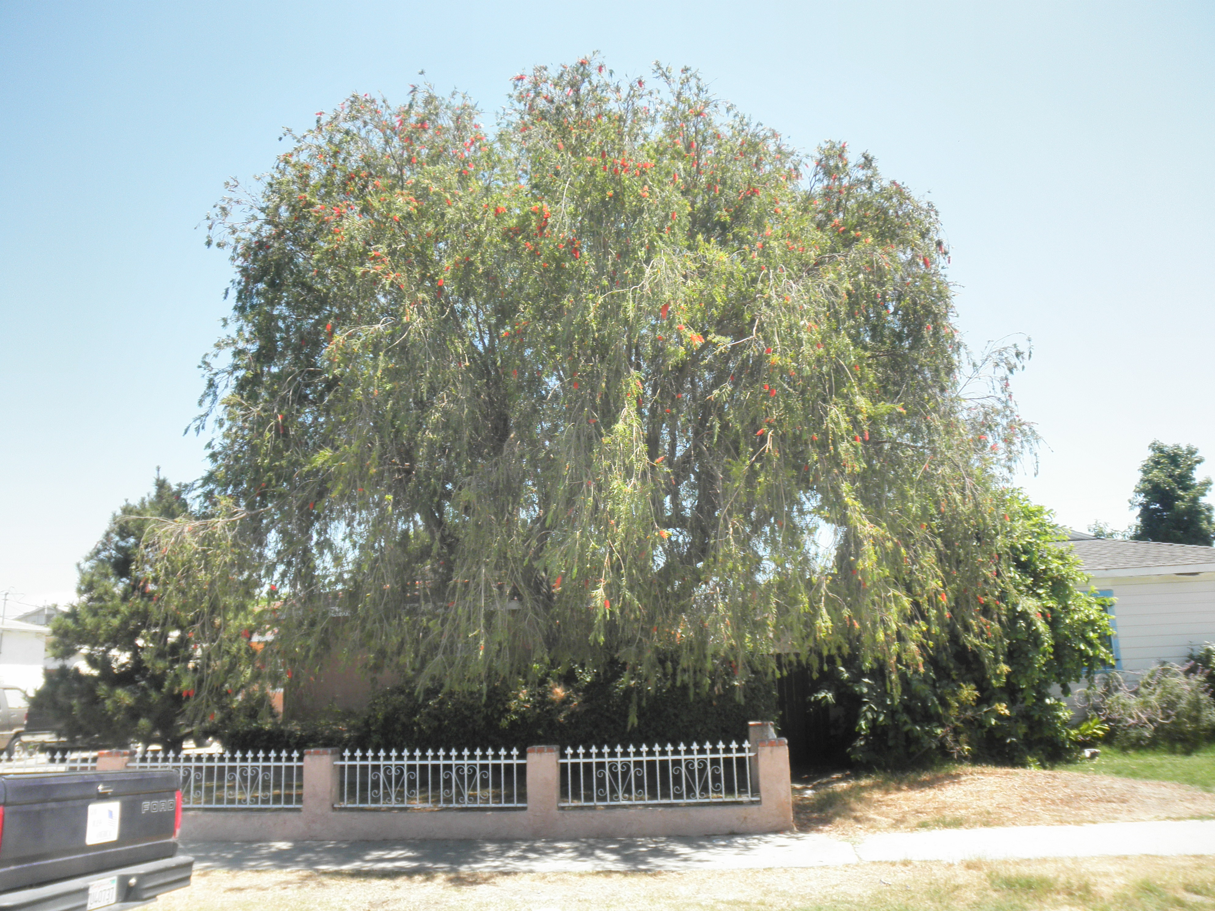 <p>Melaleuca viminalis - Weeping Bottlebrush</p>