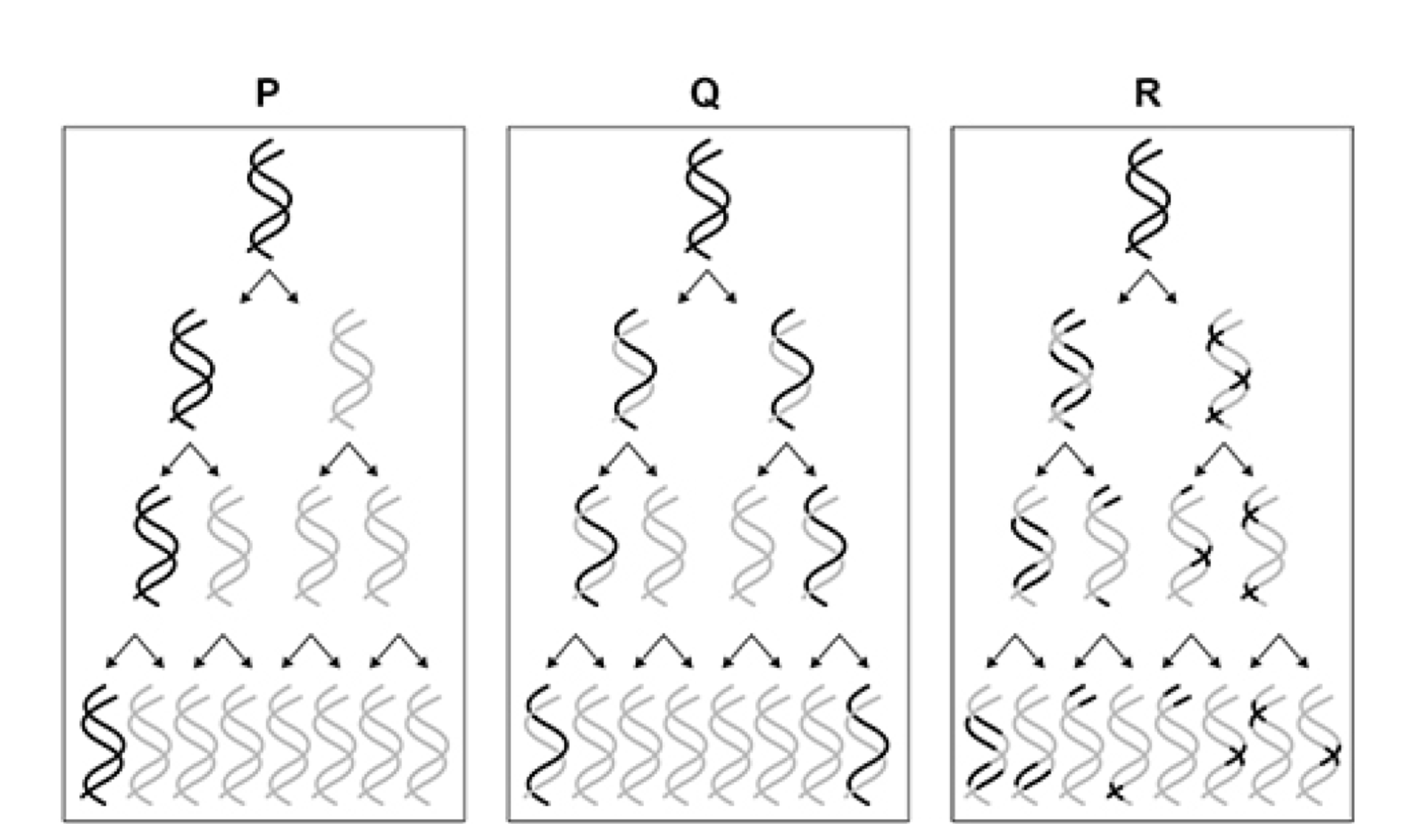 <p>(c) Which of these models, P, Q or R, is supported by the results shown in</p><p>Figure 2?</p><p>Give the letter and name of the model supported and explain why the</p><p>results do not support the other models.</p>