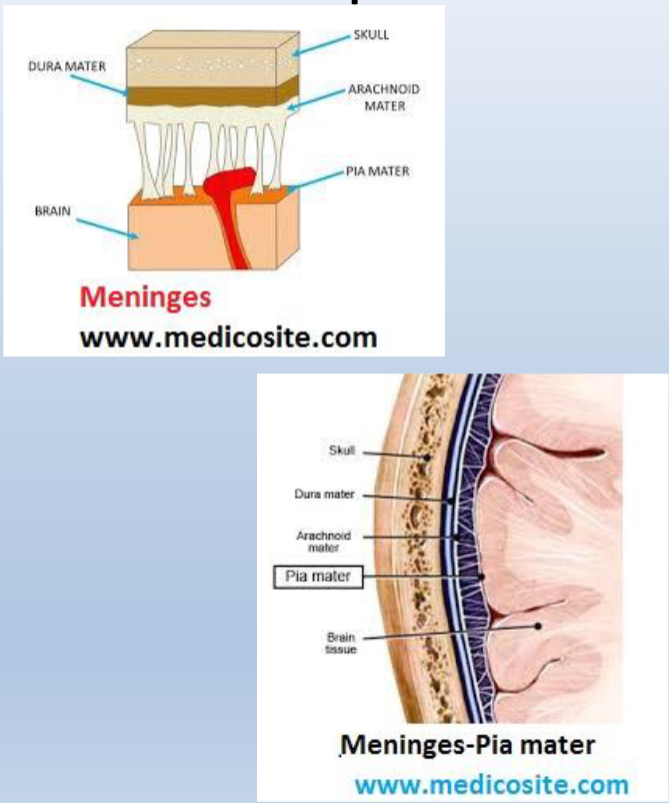<ul><li><p><span>Dura mater = “tough mother”</span></p><ul><li><p><span>Outermost layer, it is tough and leathery </span></p></li></ul></li><li><p><span>Arachnoid mater = “spider-like”</span></p><ul><li><p><span>This is the middle layer, it is fairly delicate and impermeable</span></p></li><li><p><span>Arachnoid mater is separated from the dura by the subdural space</span></p></li><li><p><span>Arachnoid mater is separated from the pia mater by the subarachnoid space, which is filled with cerebrospinal fluid.</span></p></li></ul></li><li><p><span>Pia mater = “tender mother”</span></p></li><li><p><span>The innermost layer, it adheres to the surface of the brain, covering the gyri and descending into the sulci.</span></p></li><li><p><span>It appears glossy, is so thin it is almost invisible to the naked eye</span></p></li></ul><p></p>