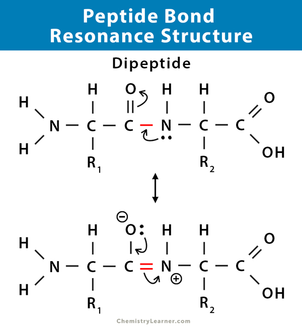 <p>Carboxylate anion, <strong>Peptide Bond</strong></p>