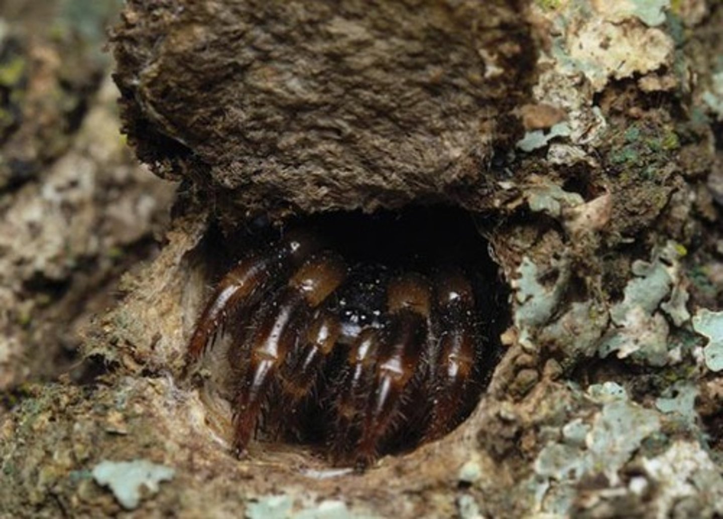 <p>The spider that sometimes digs a hole in the ground, lines it with silk, and builds a silk trap door for it</p>