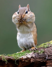 <p>What type of symmetry is this?</p>