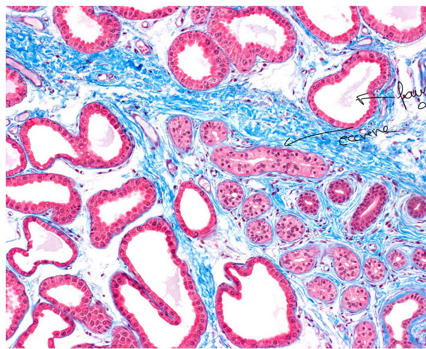 <p>glande sudoripare faussemtn apocrine</p>