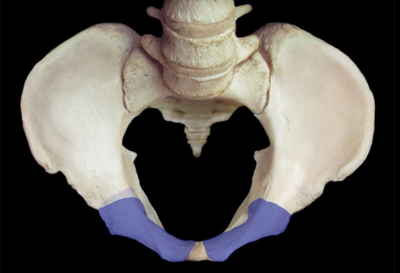 <p>inferior to ilium; anterior</p>