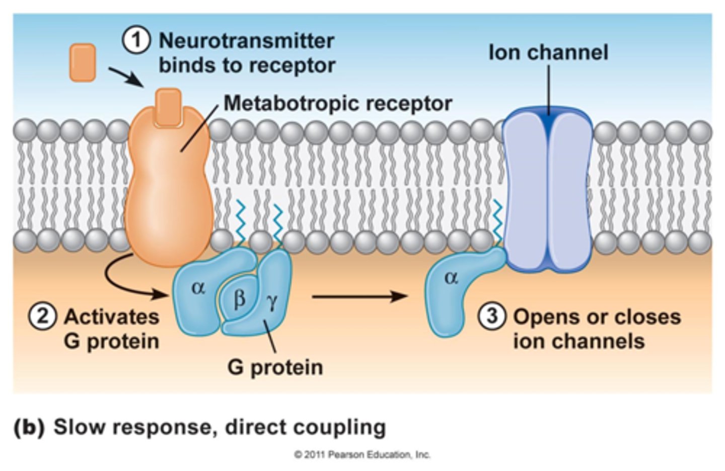 <p>- Coupled to a G-protein connected to a potassium channel</p><p>- When Ach binds the G protein is simulated and causes the potassium channel to open</p><p>- Potassium leaves the cell, hyperpolarizes the cell membrane and slows heart rate</p>