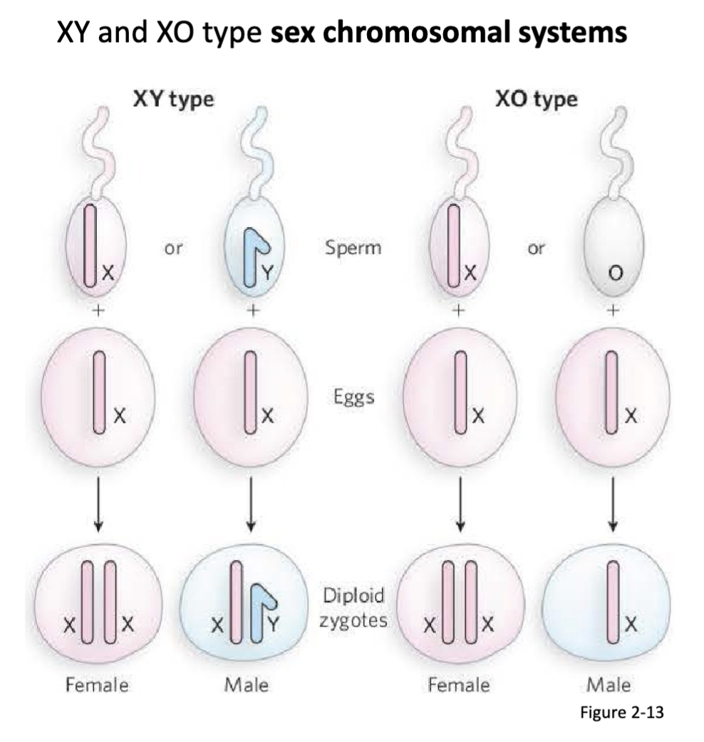 <p>Both Wilson and Stevens independently observe that male gametes posses an accessory (X) chromosome with: (1) a morphologically distinct partner, or (2) no counterpart chromosome.</p><p>conclude that these accessory chromosomes are the determinants of male and female sex</p>