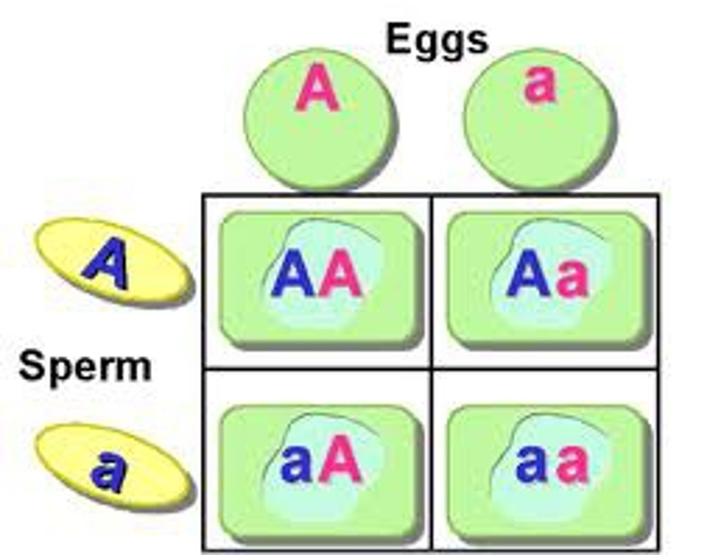 <p>A specialized cell (egg or sperm) used in sexual reproduction containing half the normal number of chromosomes of a somatic cell.</p>