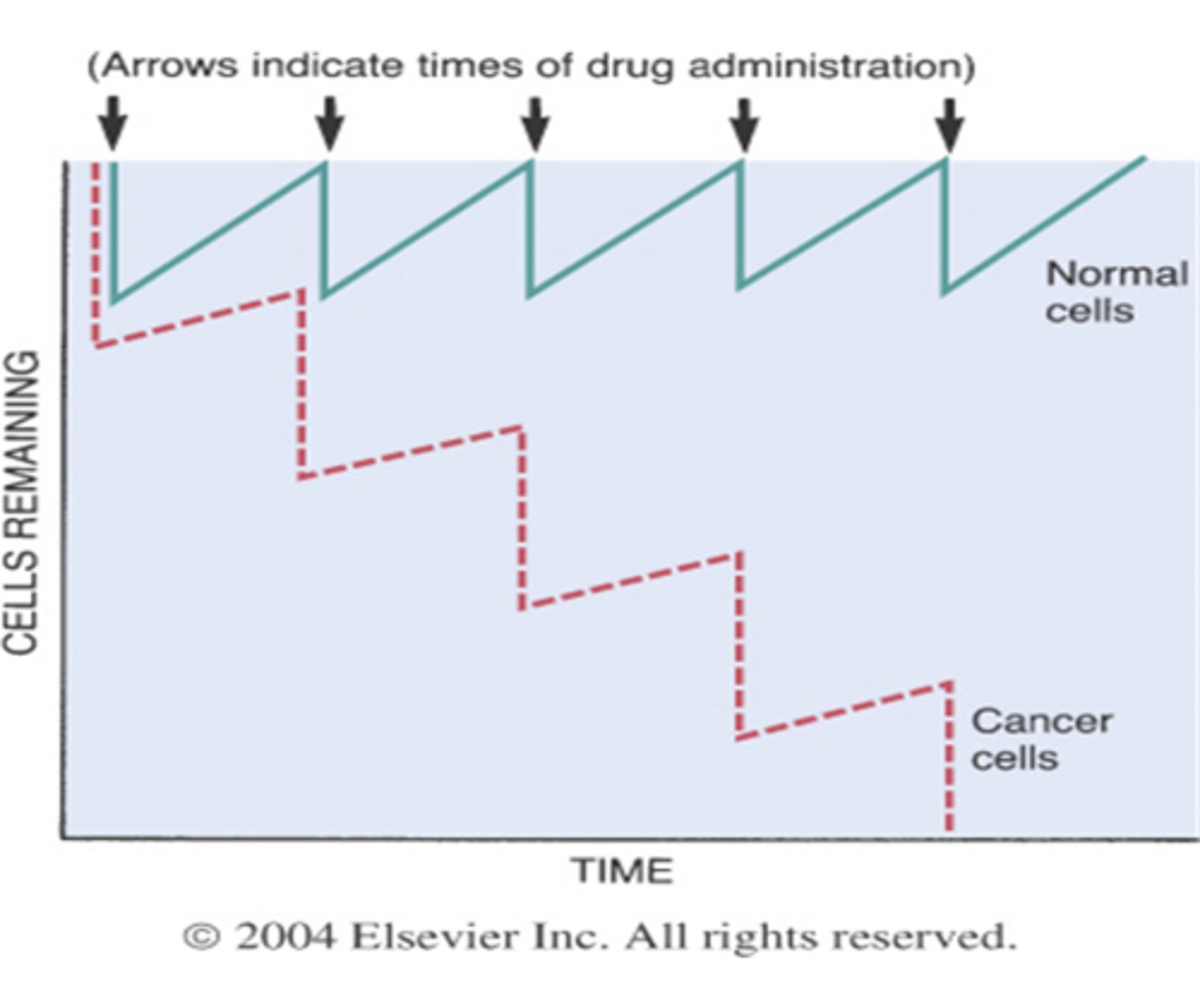 <p>In order for INTERMITTENT chemotherapy to work, what has to occur?</p>