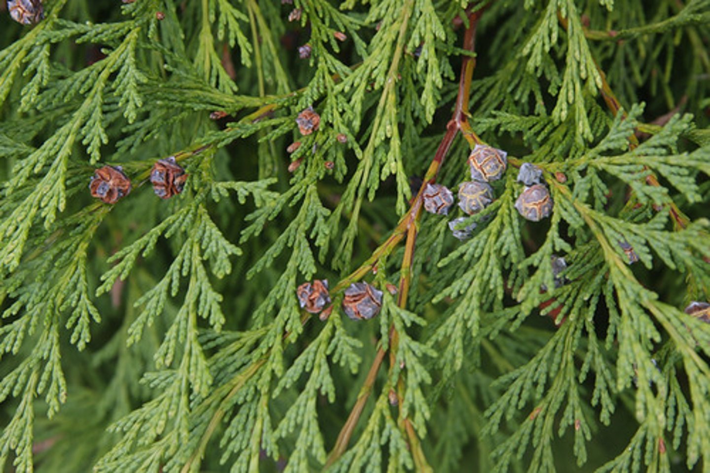 <p>- scales: 4 rows, feels thick</p><p>- Pollen cones: Tiny, yellow, spherical</p><p>- Seed cones: spherical, horned scales, blue/purple due to glaucaus wax.</p><p>- monecious</p>