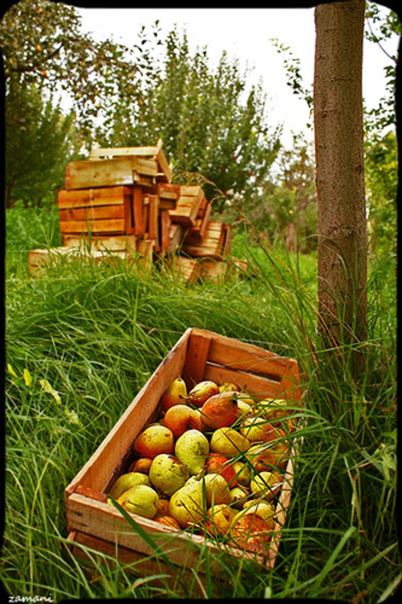 <p>Conjunto de frutos, granos o verduras, generalmente de un cultivo que se recogen de la tierra</p>
