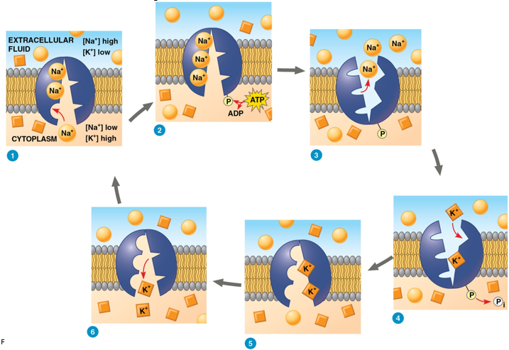 <p>active transport of potassium ions (K+) into and sodium ions (Na+) out of the cell</p><ul><li><p>potassium ions higher inside, sodium ions higher outside</p></li></ul><ol><li><p>cytoplasmic Na+ bind with carrier protein, stimulating phosphorylation by ATP = phosphate group from ATP to carrier protein leaves ADP in cytoplasm</p></li><li><p>phosphorylation changes protein shape, reducing affinity for Na+, which are released outside the cell</p></li><li><p>new shape = high affinity for K+, 2 K+ bind to protein on extracellular side = release of phosphate group inside cell</p></li><li><p>loss of phosphate group restores shape = low affinity for K+ ions</p></li><li><p>2 K+ ions released inside cell; affinity for Na+ ions high again</p></li></ol><p></p>