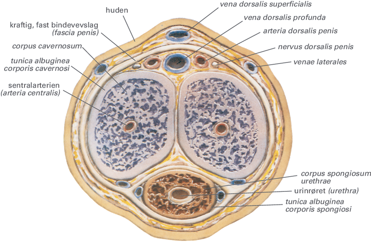 * The major part of the penis 
* Formed by **two of the three columns** of this erectile tissue 