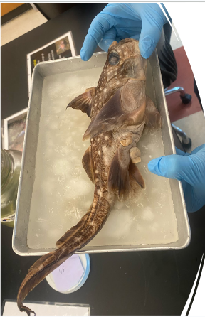 <p>Natural history for Subclass Holocephali a.k.a Ratfishes or Chimeras</p>