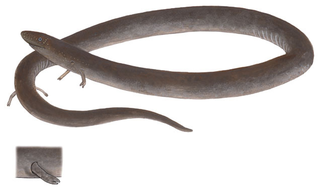<p>Two-Toed Amphiuma</p>