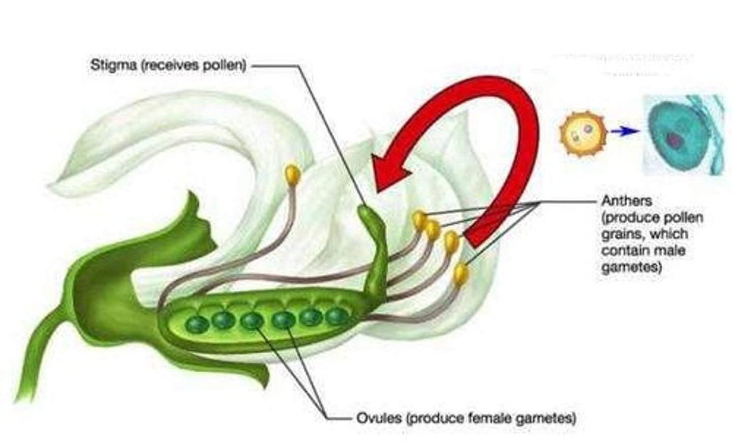 <p>The transfer of pollen grains from the anther the stigma of the same flower or of a different flower on the same plant.</p>