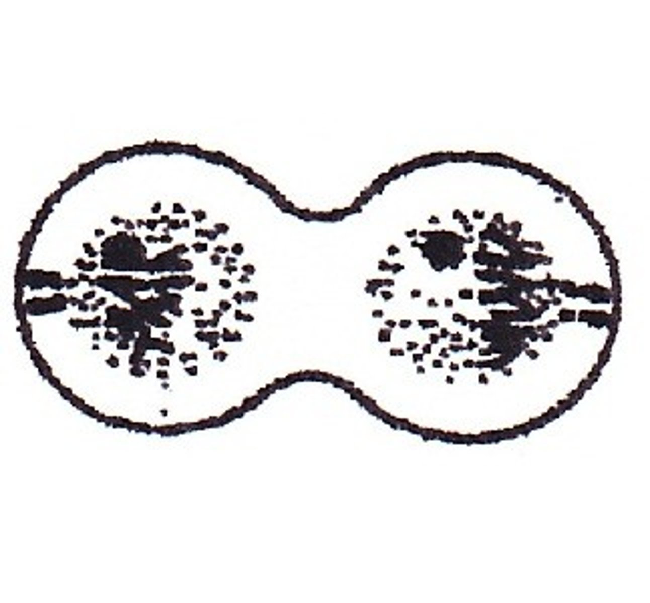 <p>The cells are about to split into two</p>