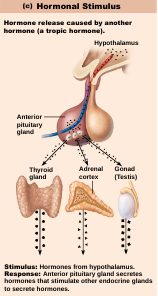 <p>Hormonal Stimuli </p>