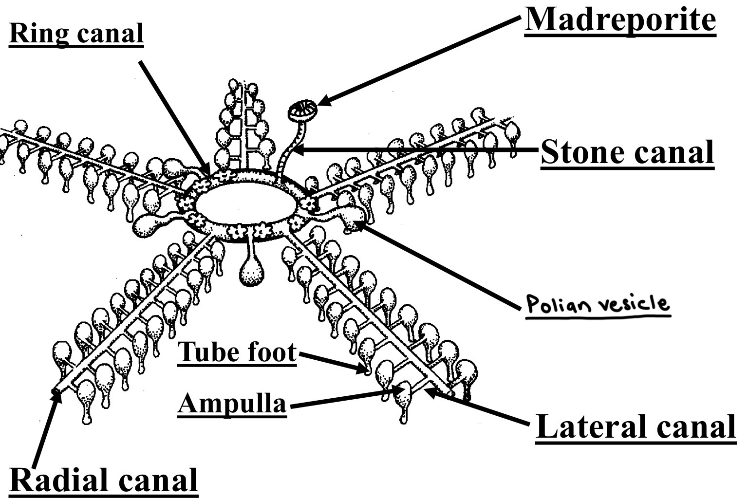 <p class="p1"></p><ul><li><p class="p1"><strong>Madreporite</strong>: entrance where water comes in </p></li><li><p class="p1"><strong>Stone canal</strong>: carries water from madreporite to ring canal</p></li><li><p class="p1"><strong>Polian Vesicle:</strong> story extra water </p></li><li><p class="p1"><strong>Ring canal</strong>: circular tube in center of body that distributes water</p></li><li><p class="p1"><strong>Radial canals</strong>: tubes that go out from ring canal into each arm</p></li><li><p class="p1"><strong>Lateral canals</strong>: one way valves branching off radial canal to tube foot </p></li><li><p class="p1"><strong>Ampulla</strong>: a bulb that squeezes water into the tube foot</p></li><li><p class="p1"><strong>Tube foot</strong>: used for movement and sticking to surface (suction cups)</p></li></ul><p></p>