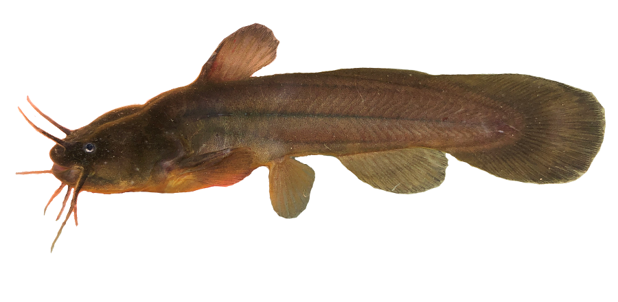 <p>Ictaluridae;</p><p>Tadpole madtom;</p><p><span><span>Noturus gyrinus</span></span></p>