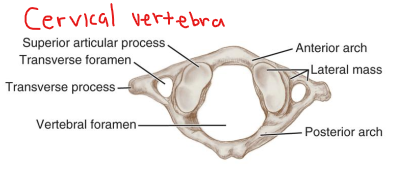 <p>Vertebral Foramen. </p><p>Spinal cord passes through (and accessory tissues) </p>