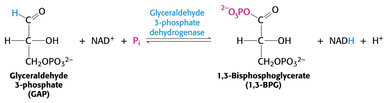 <p><span>Formation of a High Energy Bond</span></p><ul><li><p><span>G 3-P is oxidised and phosphorylated by the enzyme <em>G 3-P dehydrogenase</em>.</span></p></li><li><p><span><em>Dehydrogenase </em>transfer “high energy” electrons from complex organic molecule to NAD<sup>+</sup> to form NADH</span></p></li></ul><p></p><p></p>