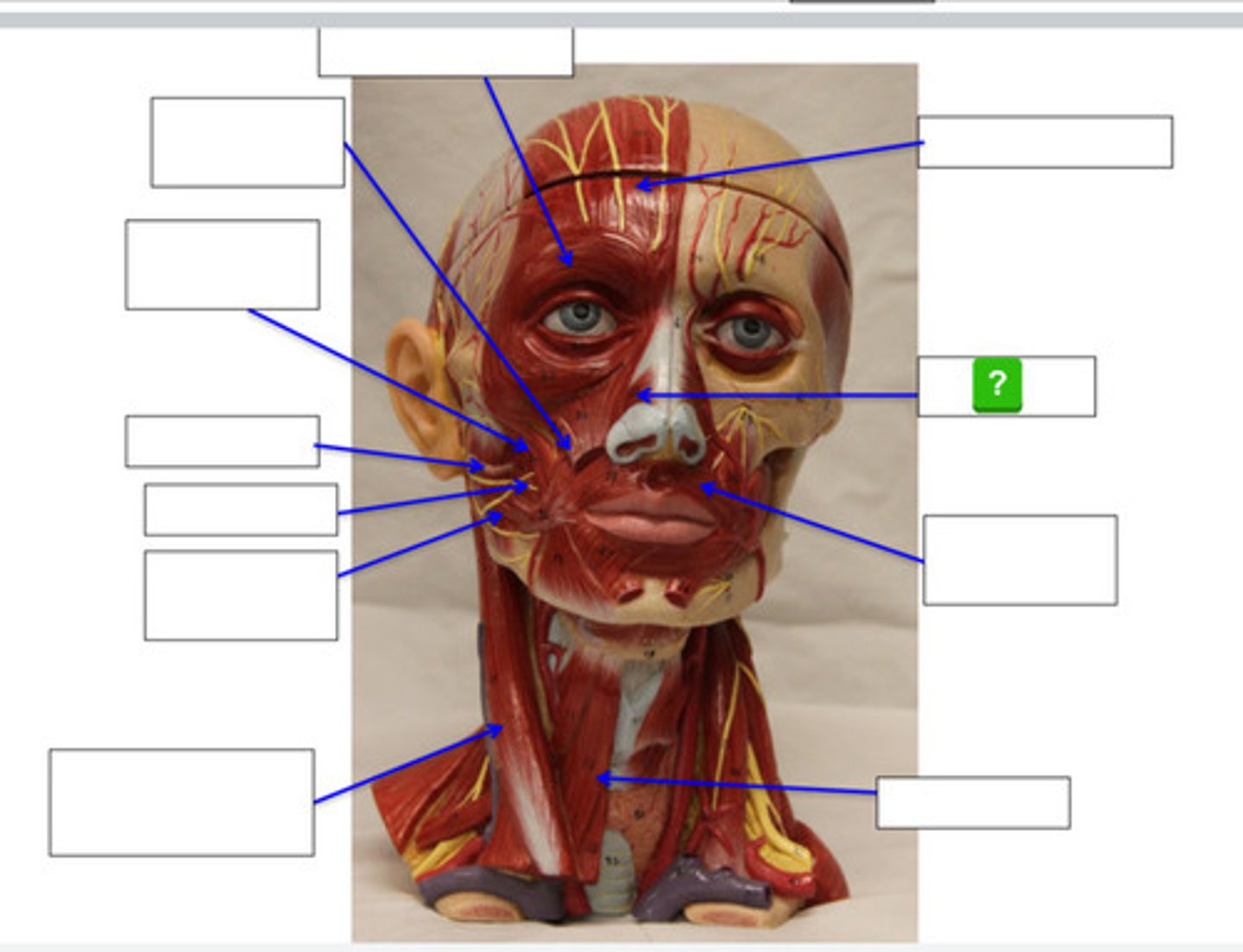 knowt flashcard image