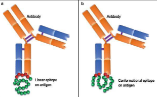 <p>Conformational epitopes are formed by amino acid residues that come together when a protein folds, whereas linear epitopes consist of a single, continuous segment of the protein’s amino acid sequence.</p>