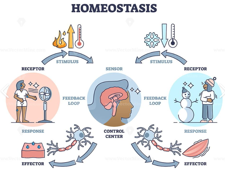 <p><span style="font-family: "Open Sans", sans-serif; line-height: 115%;"><strong><span>Homeostasis </span></strong></span></p>