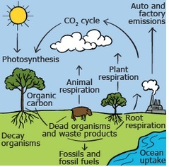 <p>Identify the cycle pictured.</p>