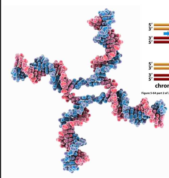 <p>HR Step 3 - forming of Holliday Structure</p>