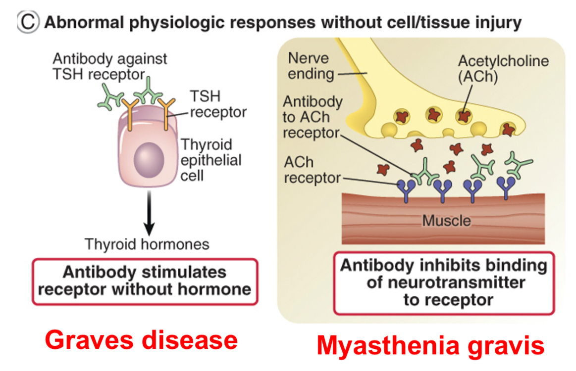 <p><span><span>Antibodies may cause disease without inducing tissue injury e.g. anti-acetyl choline receptor antibodies in myasthenia gravis.</span></span></p>