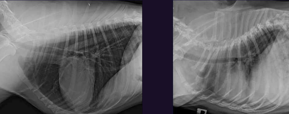 <p>Trachea - describe each of these photos</p>