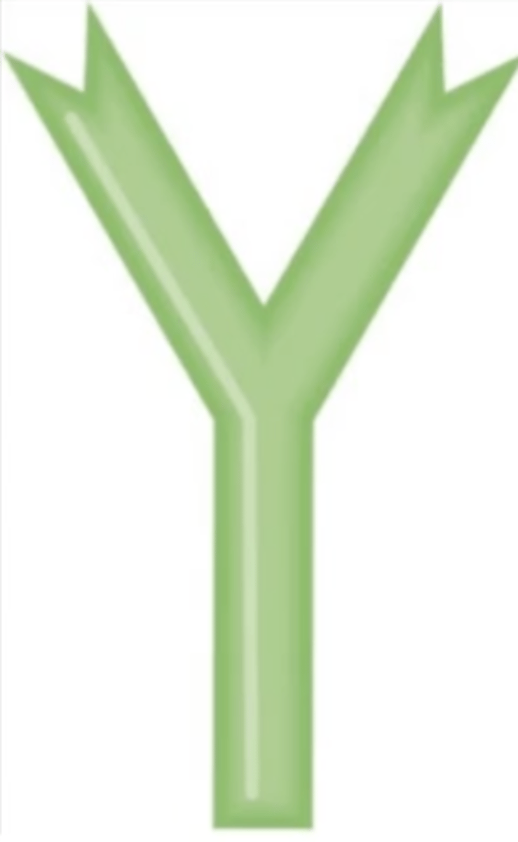 <p>Antibody class</p><p>Which antibody class(es) has/have no known well-defined function, but assists B cells in the immune response?</p>