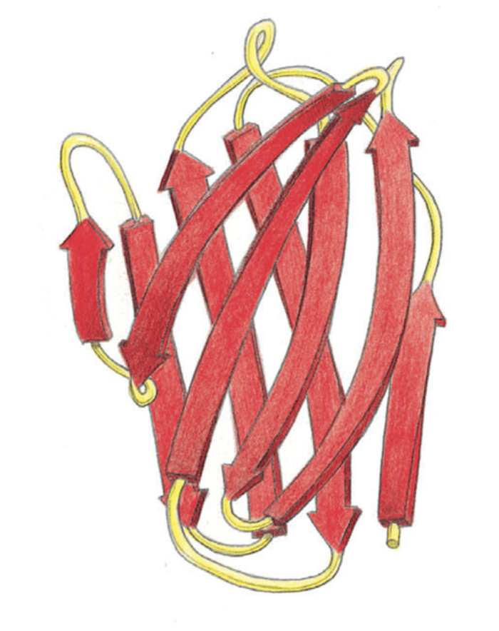 <p><span>The ribbon model of the variable domain of an immunoglobulin (antibody) light chain is shown in the figure. What folding pattern constitutes most of this protein?</span></p>