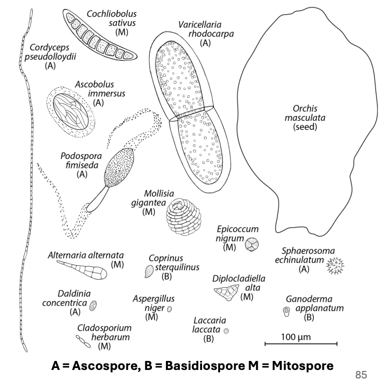 <p>Explain <strong>convention for naming spores</strong></p>