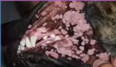 <p>What likely caused these lesions? </p>