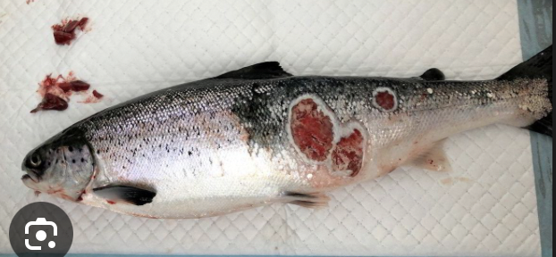 <p><strong>Vibriosis - salt water furunculosis</strong></p><p><strong>Causative agents:</strong></p><ul><li><p><strong><mark data-color="red" style="background-color: red; color: inherit;">Vibrio anguillarum</mark></strong> – <em>most common</em>, “saltwater furunculosis”</p></li><li><p><strong><mark data-color="red" style="background-color: red; color: inherit;">Allivibrio salmonicida</mark></strong> – Hitra disease (sea-cultured Atlantic salmon)</p></li><li><p><strong><mark data-color="red" style="background-color: red; color: inherit;">Moritella viscosa</mark></strong> – winter ulcer (Atlantic salmon in Norway, trout, cod)</p></li></ul><p><strong>Hosts:</strong></p><ul><li><p><strong>Marine fish</strong></p></li><li><p>Freshwater fish fed <strong>marine offal</strong></p></li><li><p><strong>Zoonotic!</strong></p></li></ul><p></p><p><strong>Transmission</strong></p><ul><li><p><strong>Horizontal - </strong>Via <strong>water</strong>, <strong>infected carriers</strong>, <strong>food</strong></p></li><li><p>Entry through <strong>gills</strong> or <strong>injured skin</strong></p></li></ul><p></p><p><strong>Clinical signs</strong></p><ul><li><p><strong>Skin ulcers</strong></p></li><li><p>Signs of <strong>systemic disease</strong></p></li></ul><p></p><p><strong>Pathological changes</strong></p><ul><li><p><strong>Peracute:</strong> sudden death from bacteremia, minimal lesions</p></li><li><p><strong>Acute / subacute:</strong></p><ul><li><p><strong>Hemorrhagic septicemia</strong></p></li><li><p>Hemorrhages in skin, muscles, internal organs</p></li></ul></li><li><p><strong>Chronic:</strong></p><ul><li><p>Necrosis</p></li><li><p>Subcutaneous abscesses</p></li><li><p>Ulceration (esp. winter ulcer)</p></li></ul></li></ul><p></p><p><strong>Prevention & Therapy</strong></p><ul><li><p><strong>Antibiotics</strong> (based on susceptibility testing)</p></li><li><p><strong>Vaccination</strong> (important preventive measure in aquaculture)</p></li></ul><p></p><p><strong>Diagnosis</strong></p><ul><li><p><strong>Bacterial cultivation</strong></p></li><li><p>Supported by clinical signs and necropsy findings</p></li></ul><p></p><p><strong>One-sentence oral exam answer</strong></p><figure data-type="blockquoteFigure"><div><blockquote><p>“Vibriosis is a hemorrhagic septicemic disease of marine fish caused mainly by <em>Vibrio anguillarum</em> and related species, transmitted horizontally through water and skin or gills, producing ulcers and systemic infection.”</p></blockquote><figcaption></figcaption></div></figure><p></p>