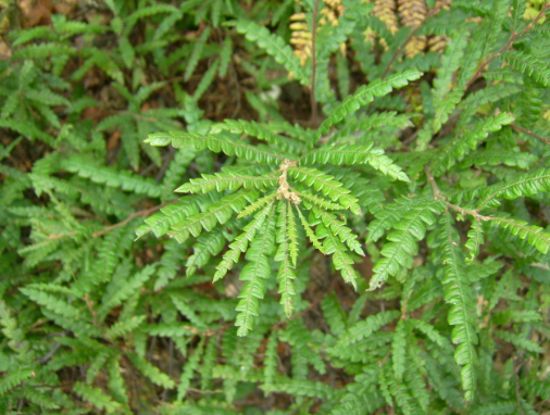 <p><em>Comptonia peregrina</em></p>