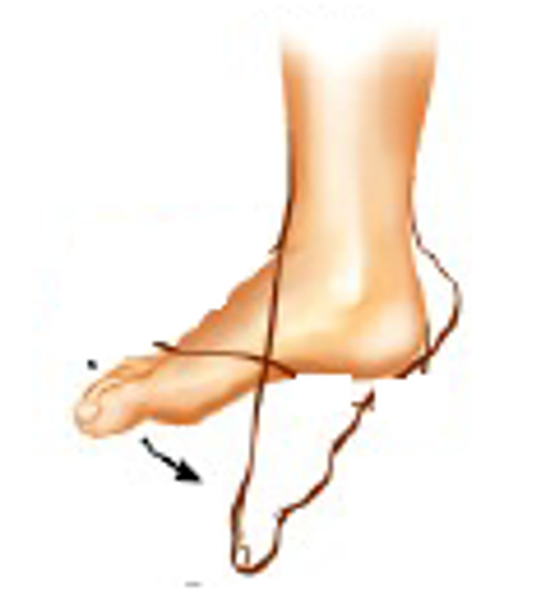 <p>tibialis posterior, flexor digitorum longus, flexor hallucis longus; all muscles innervated by the Tibial Nerve; all muscles perform plantarflexion as one of their primary actions</p>